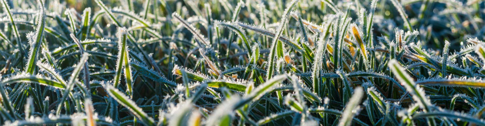 When Should I Mow My Lawn After Winter?